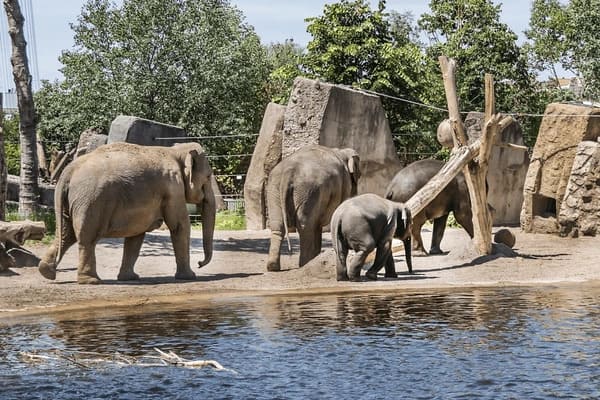 A family of elephants at ARTIS Royal Zoo