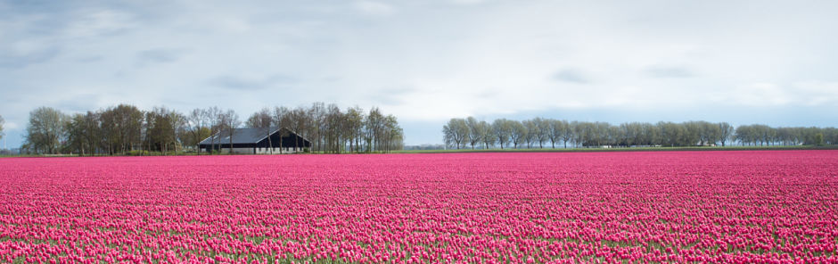 Best time to visit Amsterdam - tulips_opt.jpg