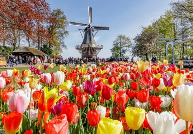 A field of tulips in front of a windmill on a sunny day